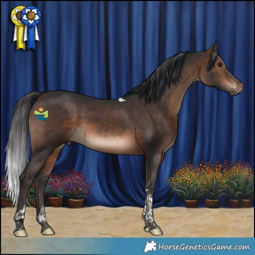 Horse Color:Brown Tobiano 