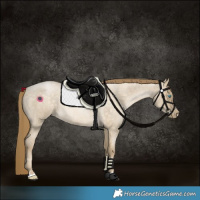 Horse Color:Chocolate Buckskin Roan Pearl Dun 