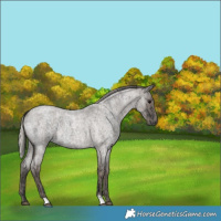 Horse Color:Blue Roan  and Silver Blue Roan 