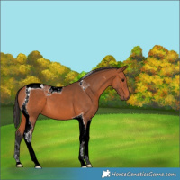Horse Color:Bay Tobiano 