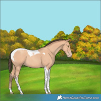Horse Color:Amber Champagne Tobiano 