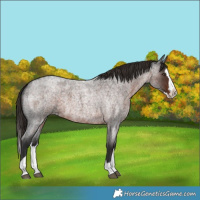 Horse Color:Liver Red Roan Splash