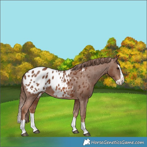 Horse Color:Chestnut Splash Appaloosa 