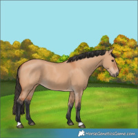 Horse Color:Bay Dun 
