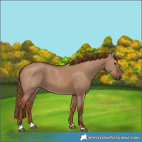 Horse Color:Red Dun