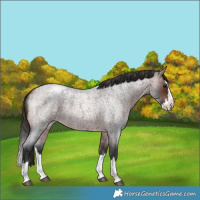 Horse Color:Bay Roan Splash Appaloosa