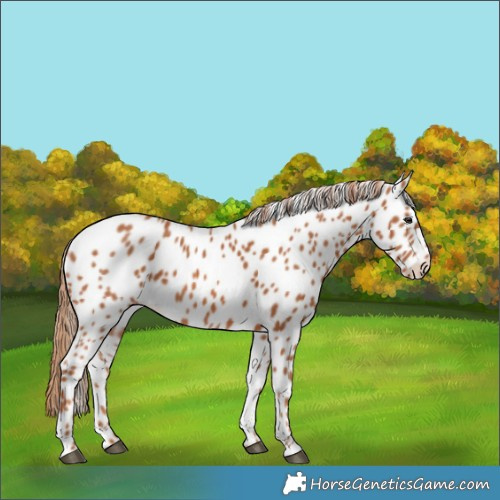 Horse Color:Chestnut Leopard 