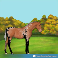 Horse Color:Silver Bay Tobiano 
