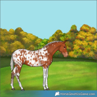 Horse Color:White Spotted Silver Bay Tobiano Appaloosa 