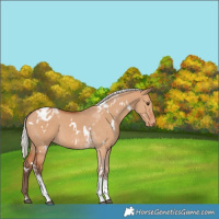 Horse Color:White Spotted Silver Bay Dun Tobiano Varnish 