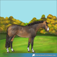 Horse Color:Buckskin 