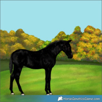 Horse Color:Void Platinum Midnight Bay Sabino Splash Near Leopard