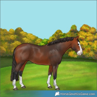 Horse Color:Bay Splash 