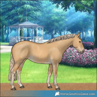 Horse Color:Palomino Dun