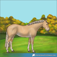 Horse Color:Palomino Dun 