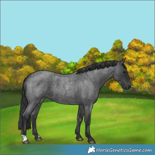 Horse Color:Blue Roan 