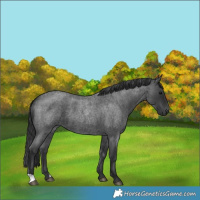 Horse Color:Blue Roan 