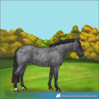 Horse Color:Blue Roan 