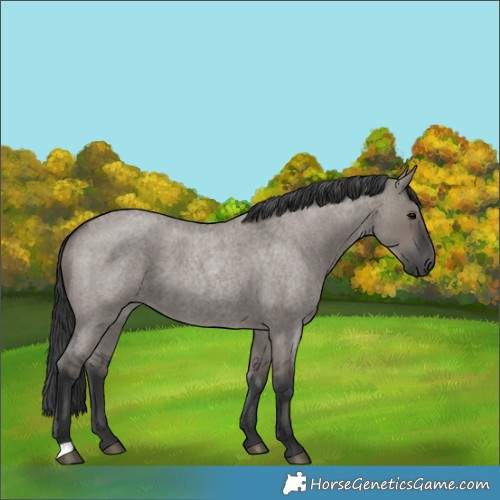 Horse Color:Grullo Roan