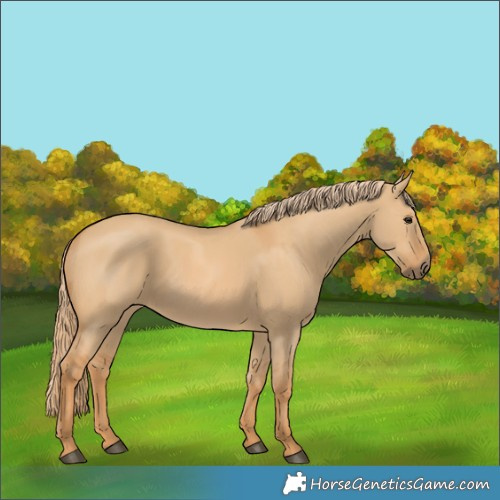 Horse Color:Red Dun 