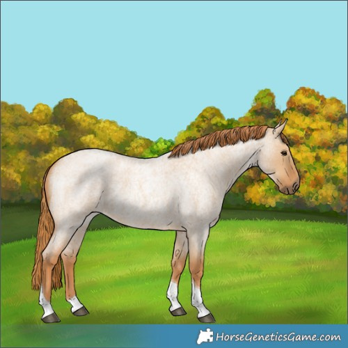 Horse Color:Red Dun Roan Tobiano 