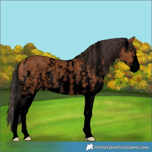 Horse Color:Void Bay Sabino Rabicano 
