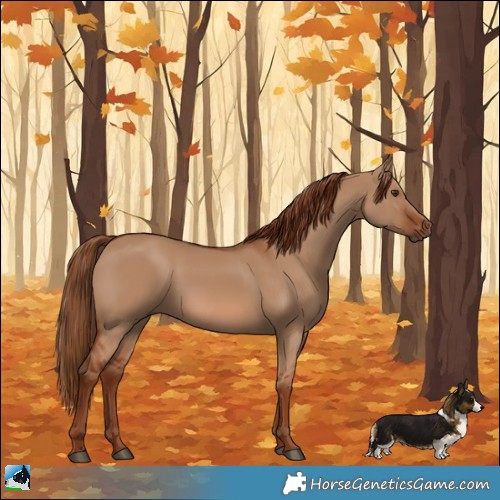 Horse Color:Red Dun