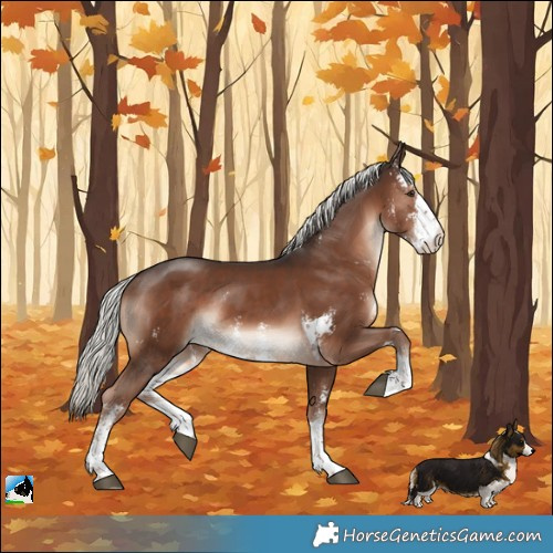 Horse Color:Liver Chestnut Mushroom Sabino Rabicano 