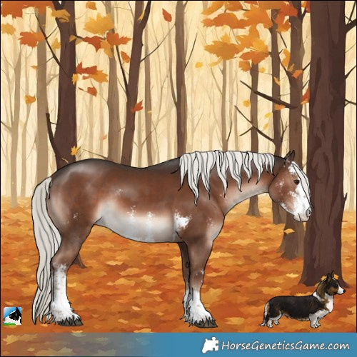 Horse Color:Liver Chestnut Mushroom Sabino Rabicano