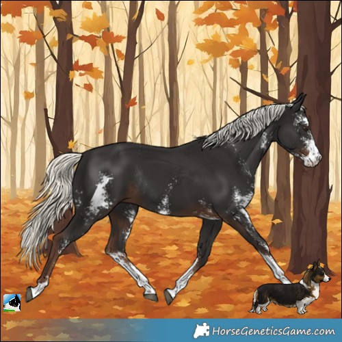 Horse Color:Liver Chestnut Mushroom Sabino Rabicano