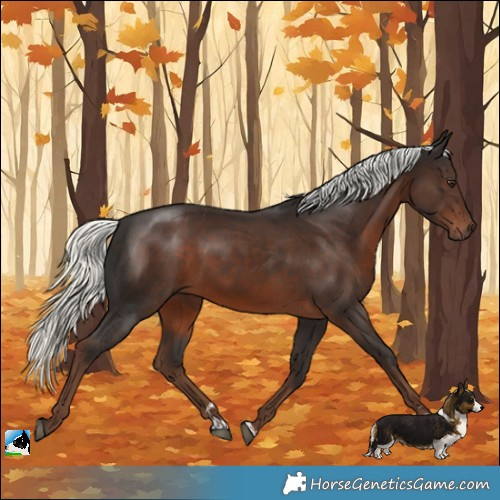 Horse Color:Liver Chestnut Mushroom 
