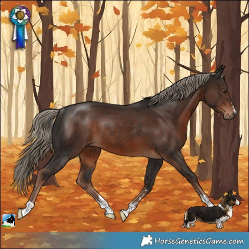 Horse Color:Liver Chestnut Rabicano