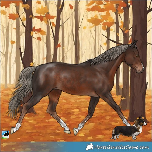 Horse Color:Liver Chestnut Rabicano 