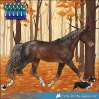Horse Color:Liver Chestnut Rabicano 