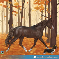 Horse Color:Liver Chestnut Rabicano