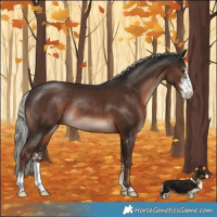 Horse Color:Liver Chestnut Mushroom Sabino Rabicano