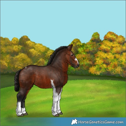 Horse Color:Gray Bay Tobiano Rabicano 