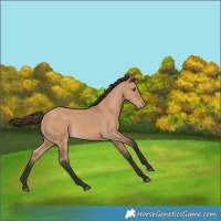 Horse Color:Bay Dun Varnish