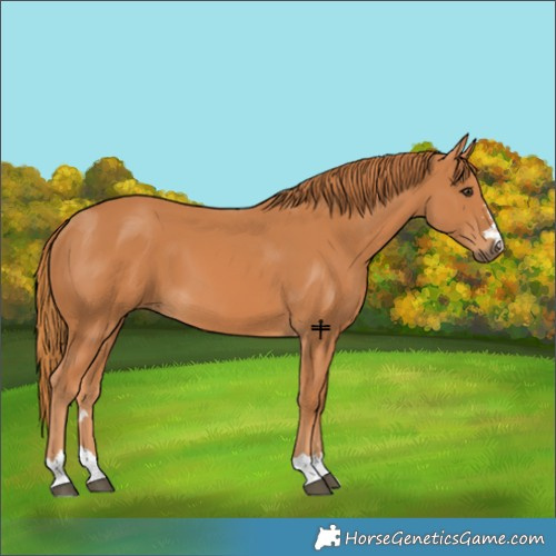 Horse Color:Chestnut 
