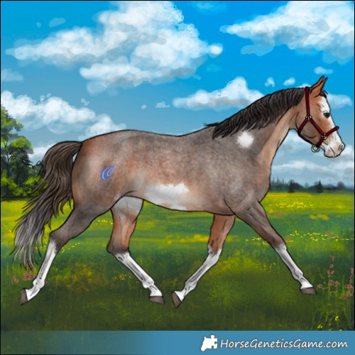 Horse Color:Bay Roan Splash Frame 