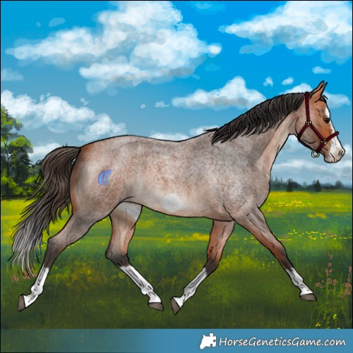 Horse Color:Bay Roan Splash Frame 