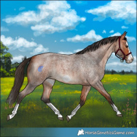 Horse Color:Bay Roan Splash Frame