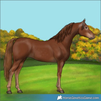 Horse Color:Gray Chestnut 