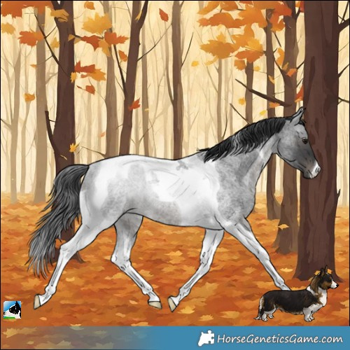 Horse Color:Blue Roan Tobiano Rabicano
