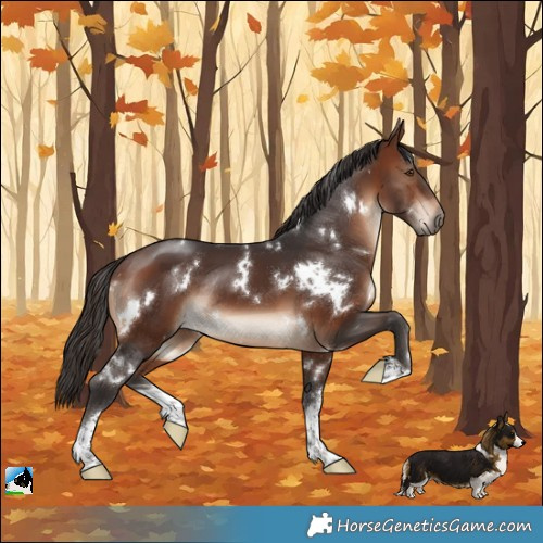 Horse Color:White Spotted Brown Rabicano