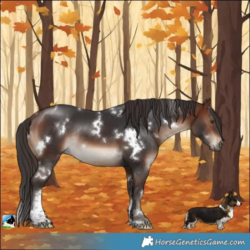 Horse Color:White Spotted Brown Rabicano 