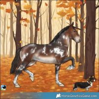 Horse Color:White Spotted Brown Rabicano 