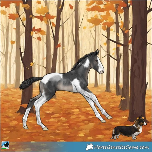 Horse Color:White Spotted Black Tobiano Rabicano