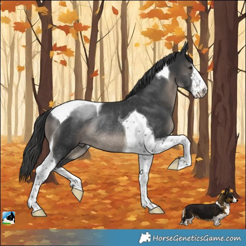 Horse Color:White Spotted Black Tobiano Rabicano 