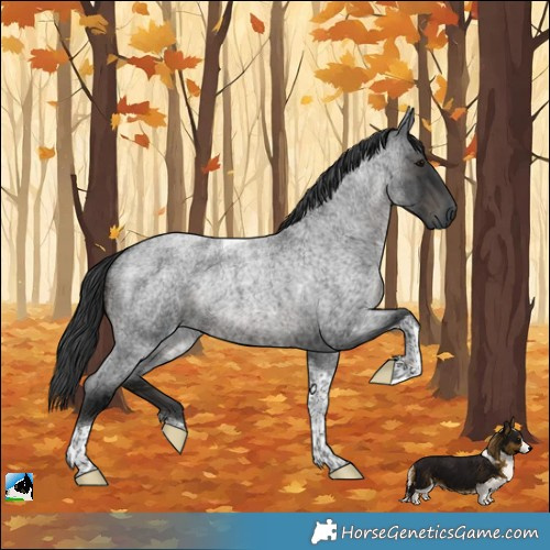 Horse Color:Blue Ice Roan Tobiano Rabicano